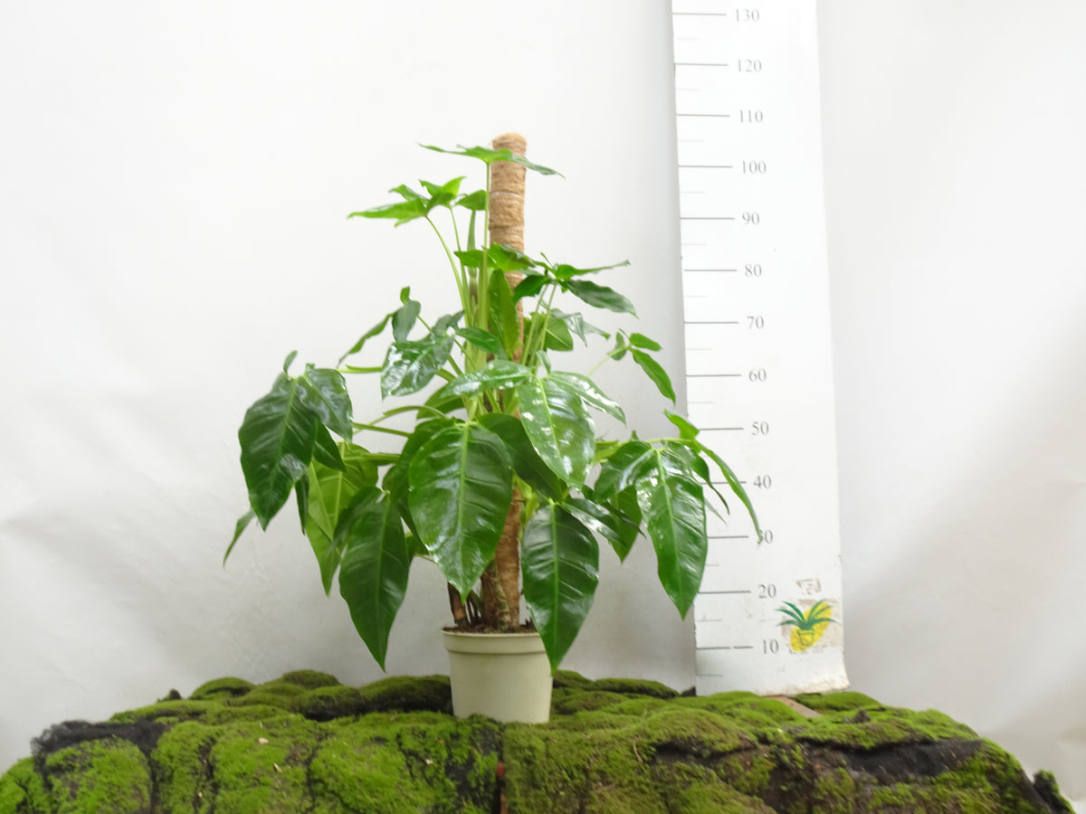 SYNGONIUM PODOPHYLLUM TRILEAF WONDER M-20