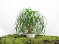 BEAUCARNEA RECURVATA BRANCH M-22