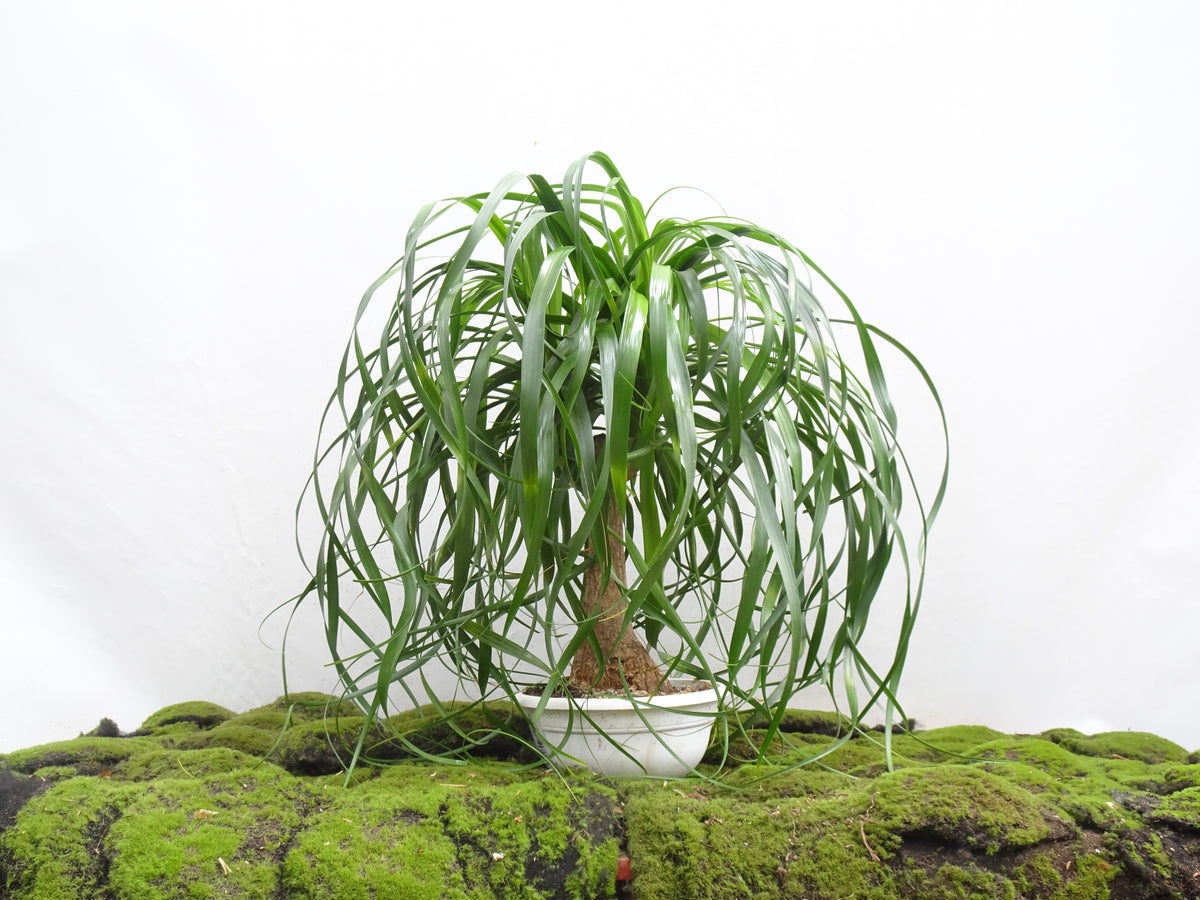 BEAUCARNEA RECURVATA BRANCH M-22
