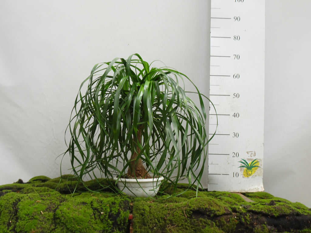 BEAUCARNEA RECURVATA BRANCH M-22
