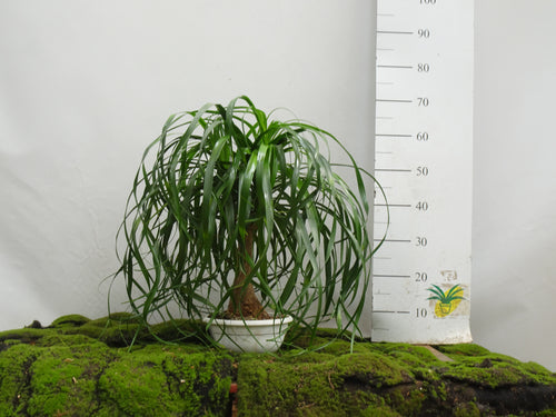 BEAUCARNEA RECURVATA BRANCH M-22