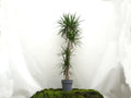 DRACAENA MARGINATA M-25
