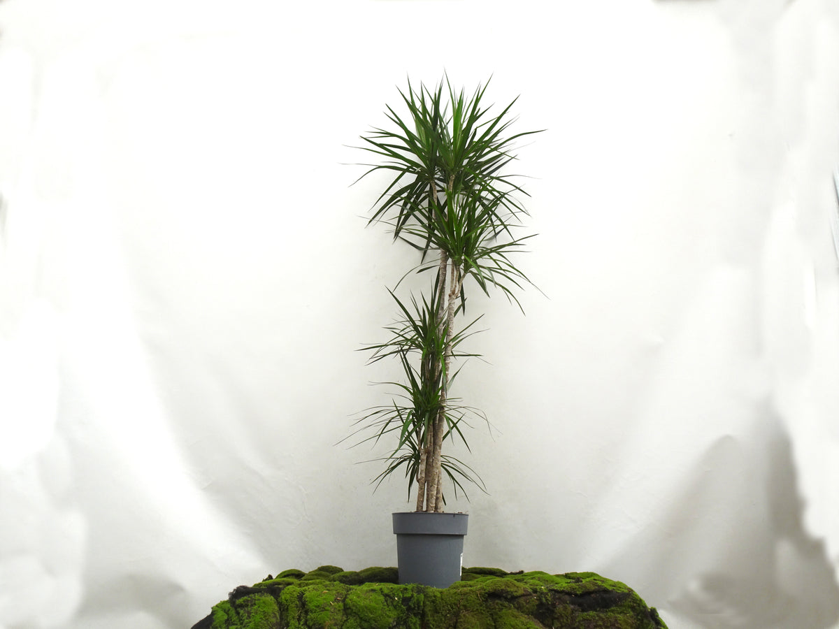 DRACAENA MARGINATA M-25