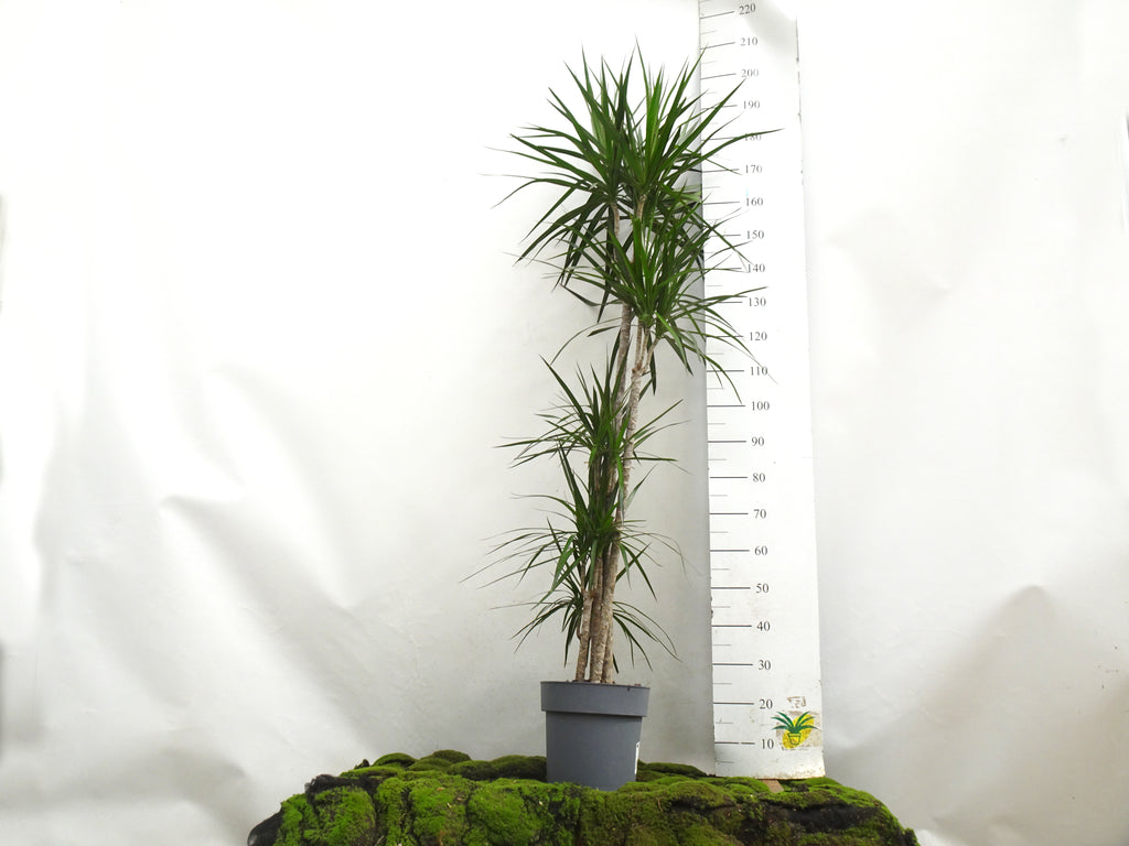 DRACAENA MARGINATA M-25