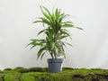 DRACAENA DEREMENSIS M-17 I