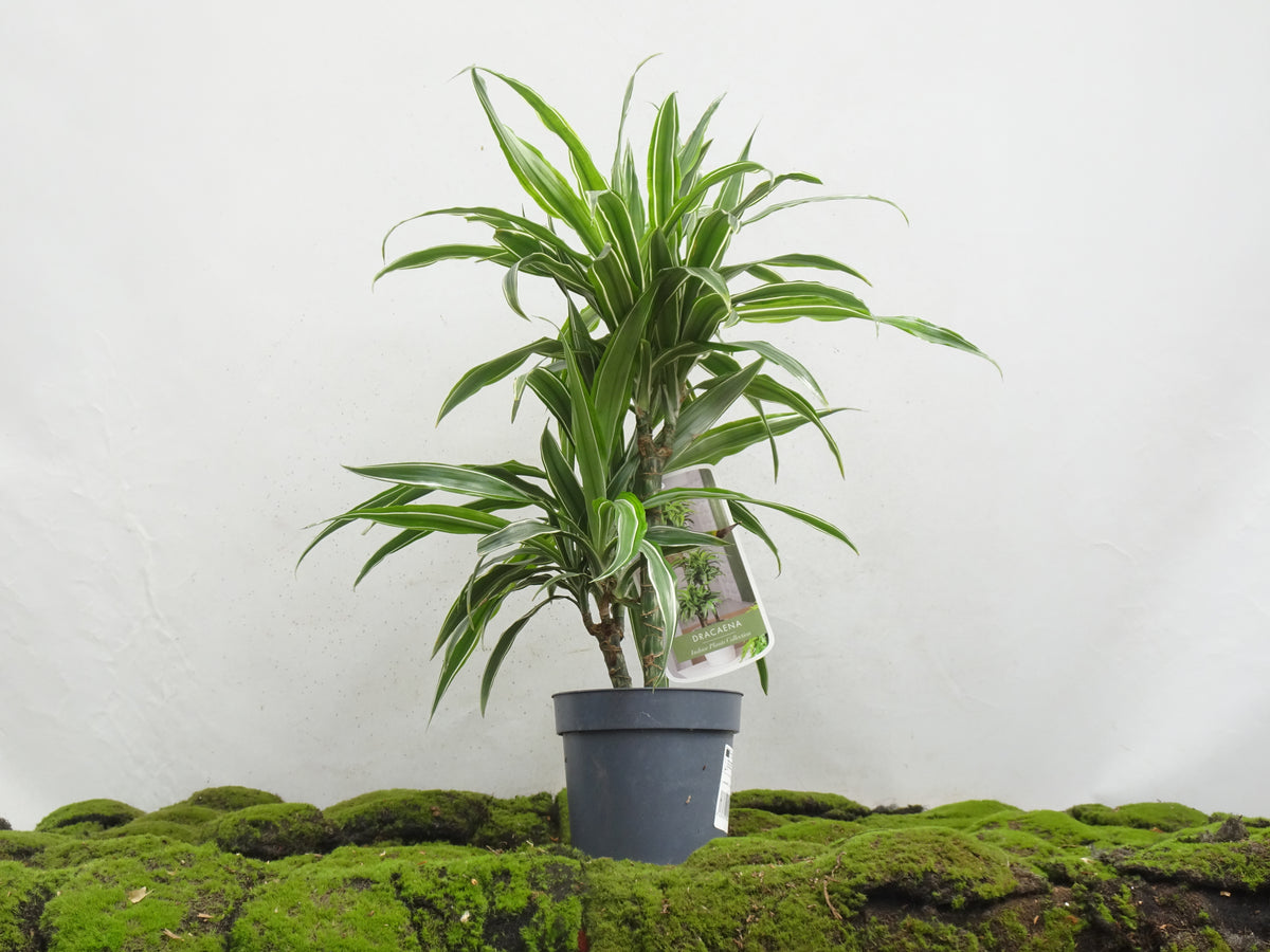 DRACAENA DEREMENSIS M-17 I