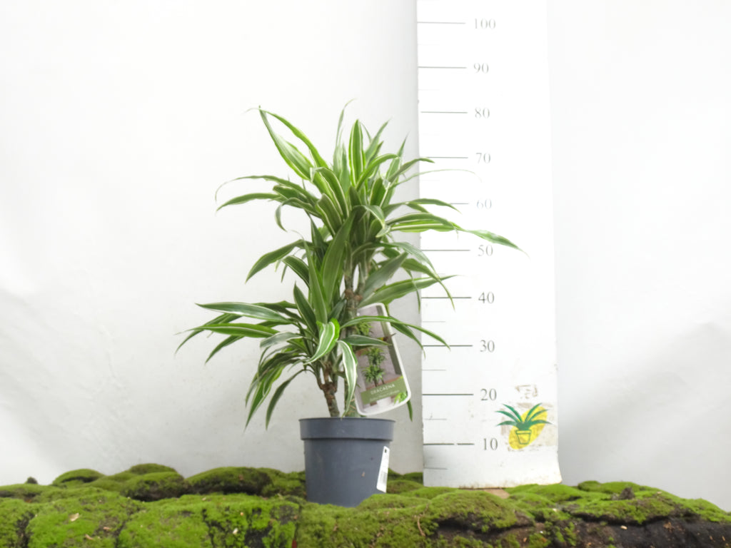 DRACAENA DEREMENSIS M-17 I