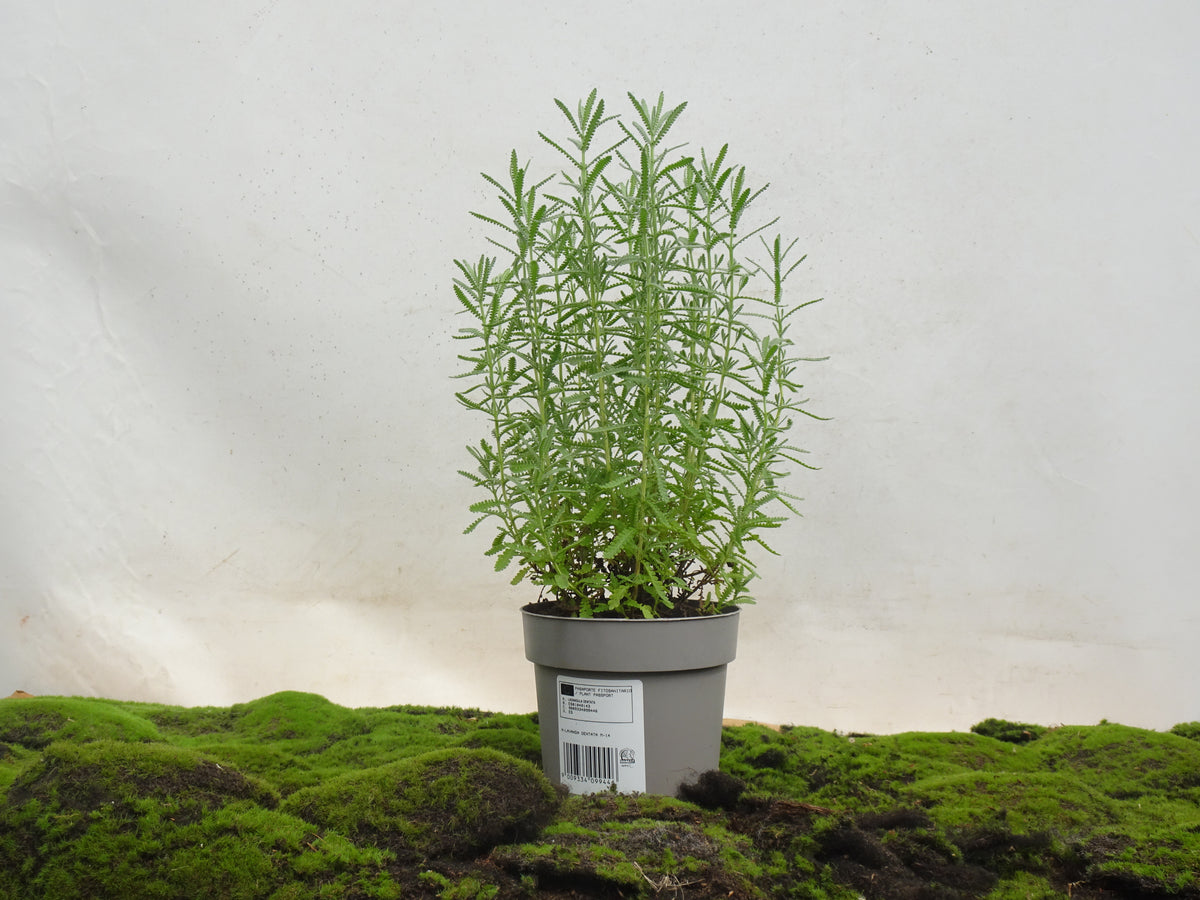LAVANDA DENTATA M-14