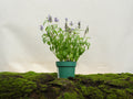 SALVIA FARINACEA M-14
