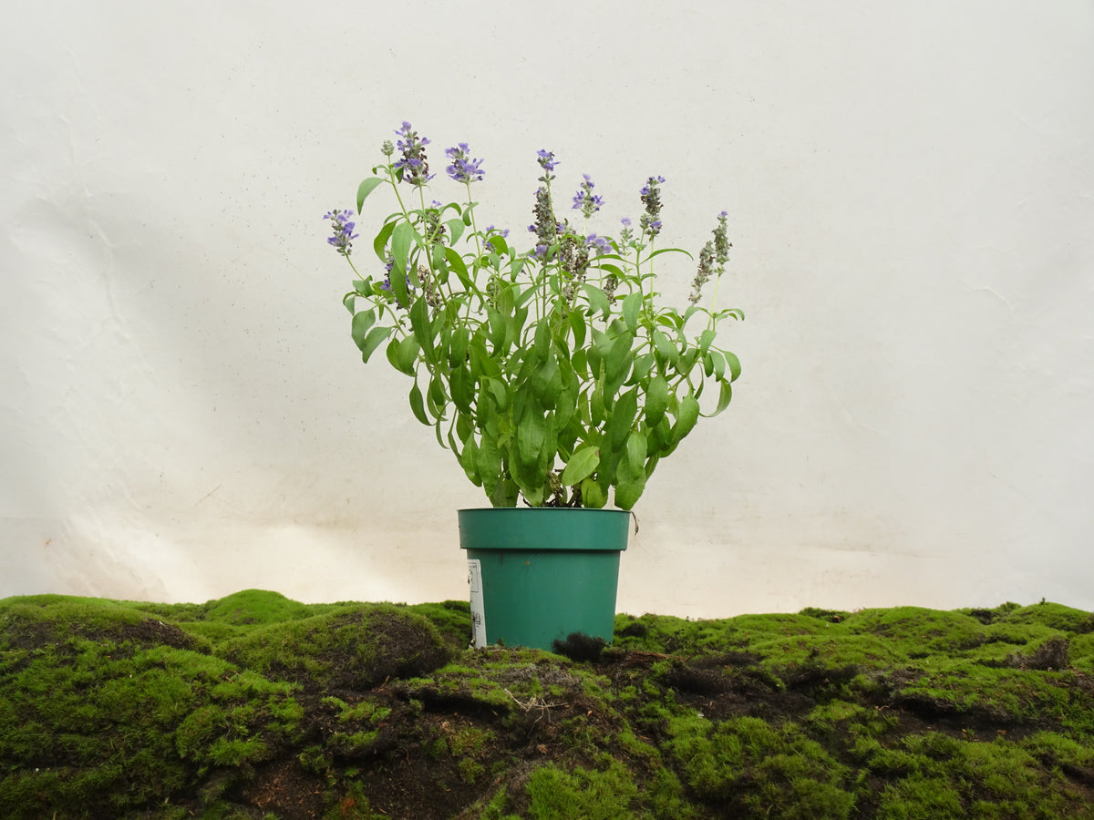 SALVIA FARINACEA M-14