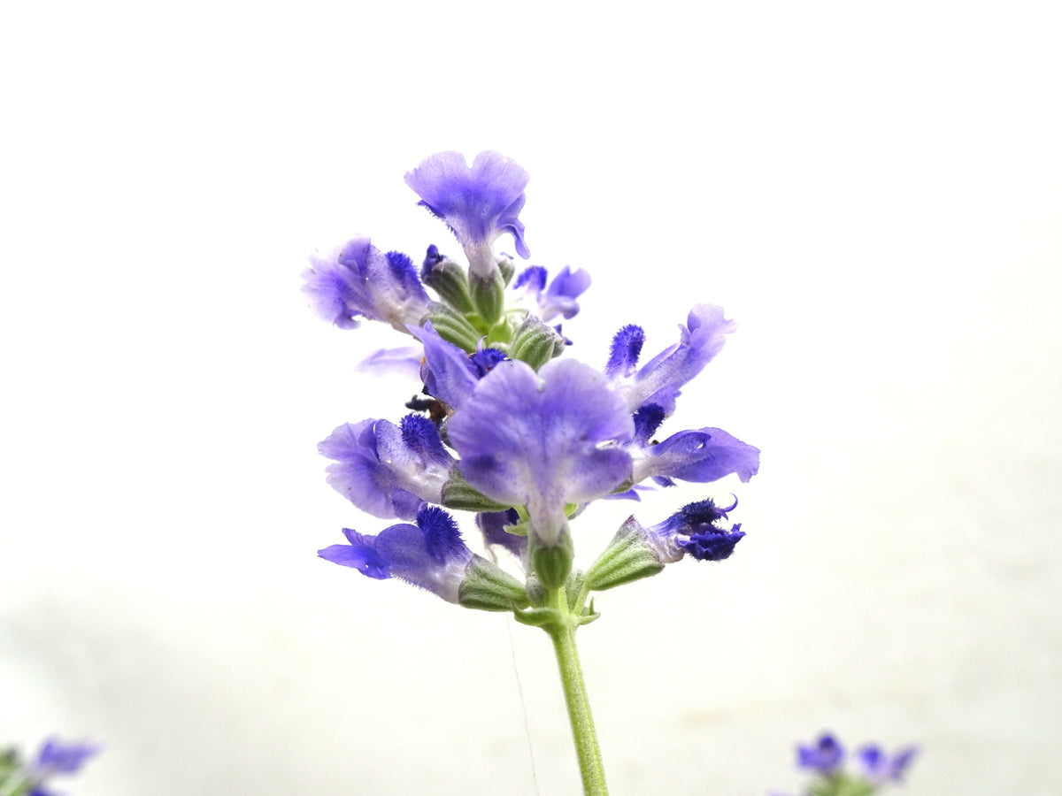 SALVIA FARINACEA M-14