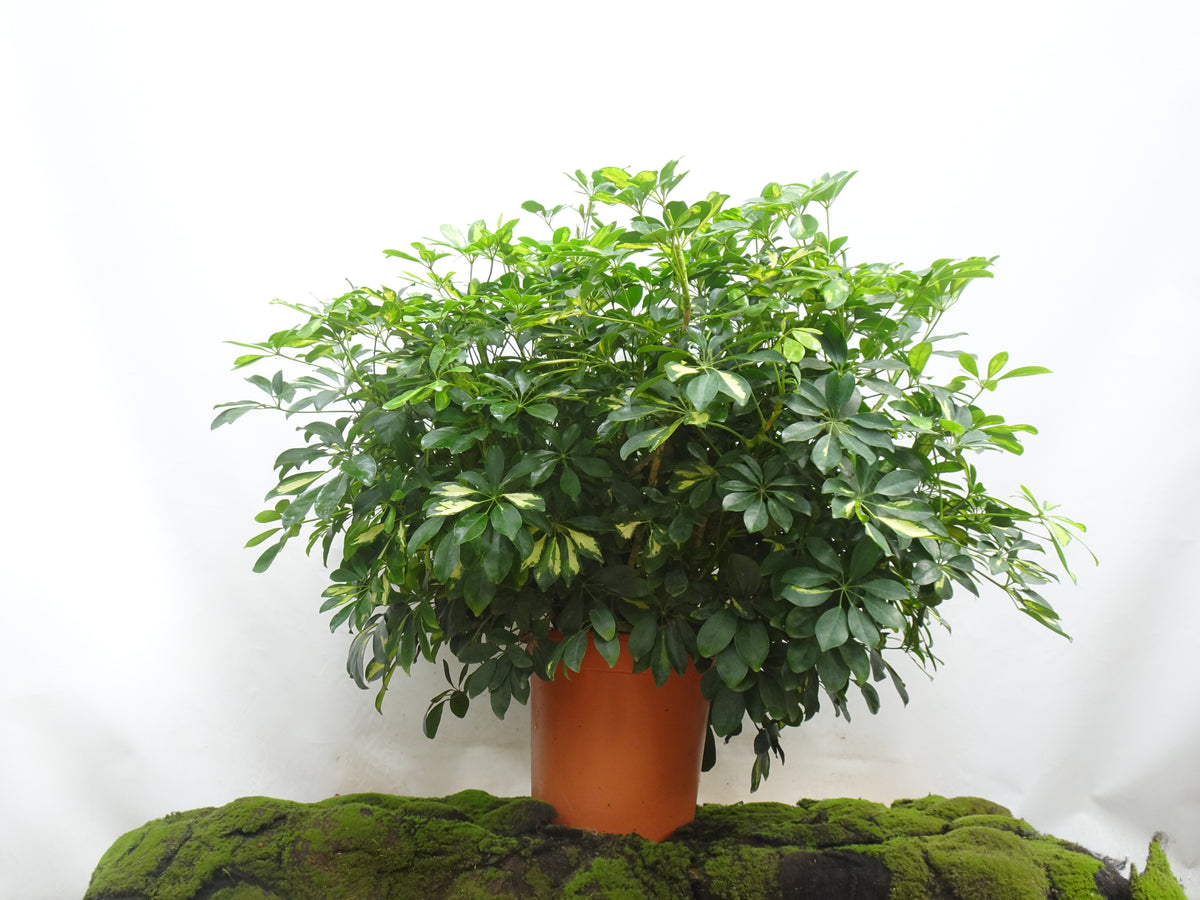 SCHEFFLERA M-40