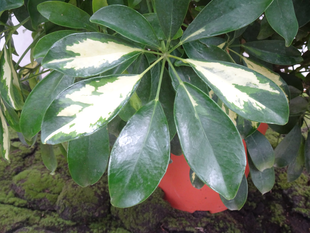 SCHEFFLERA M-40