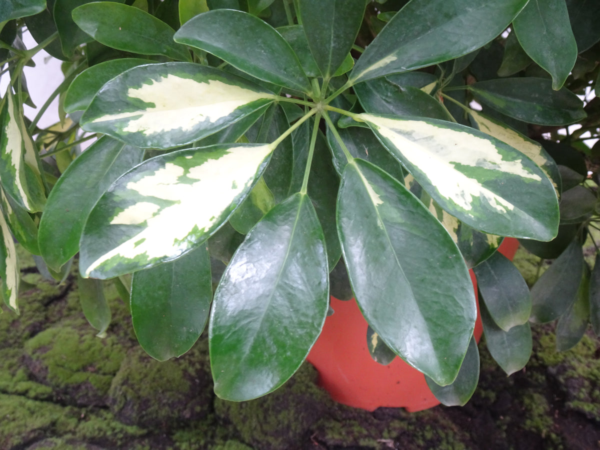 SCHEFFLERA M-40