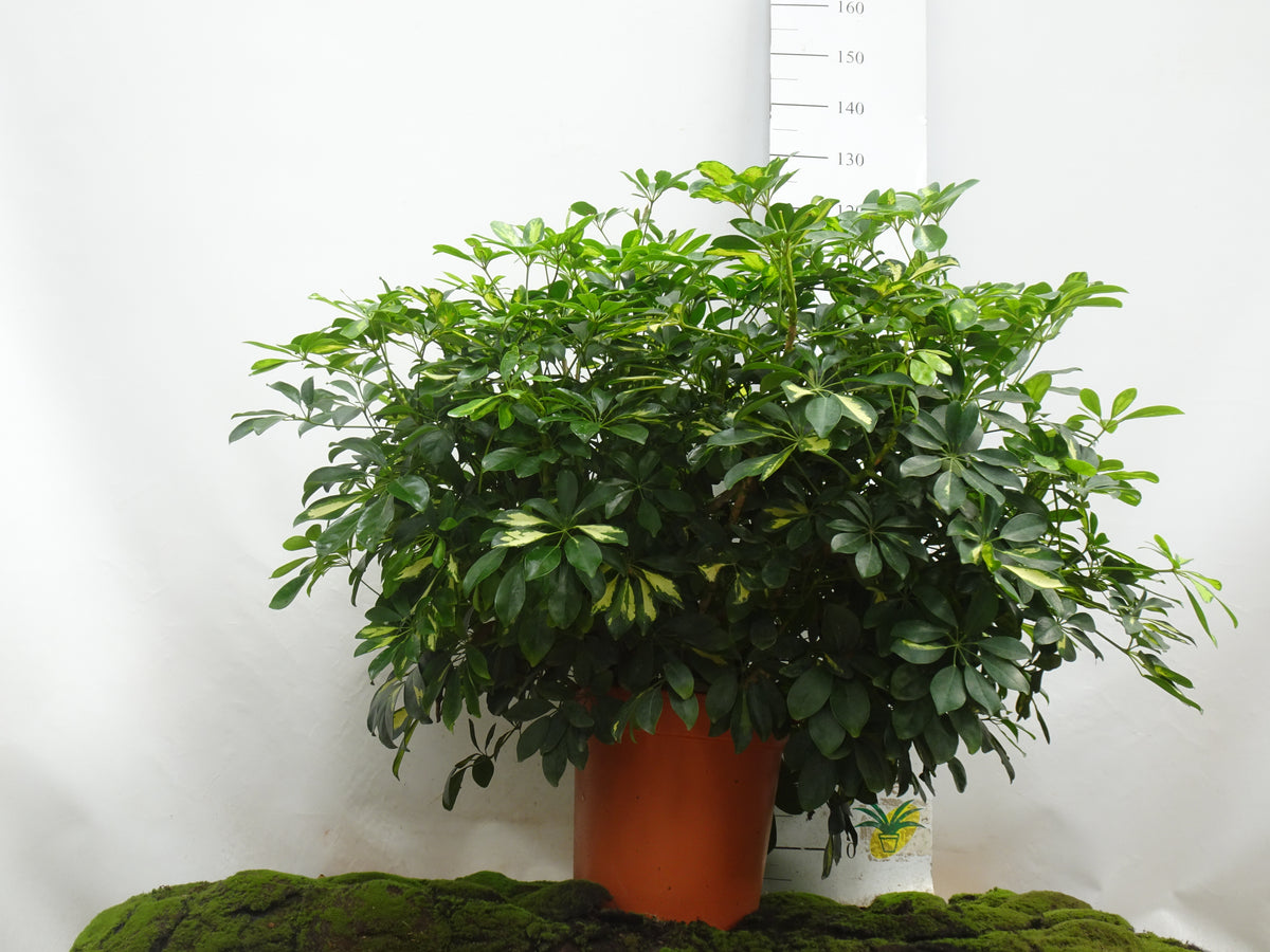 SCHEFFLERA M-40