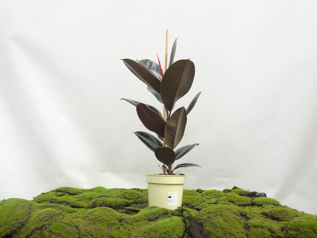 FICUS ELÁSTICA ABIDJAN M-17