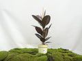 FICUS ELÁSTICA ABIDJAN M-17