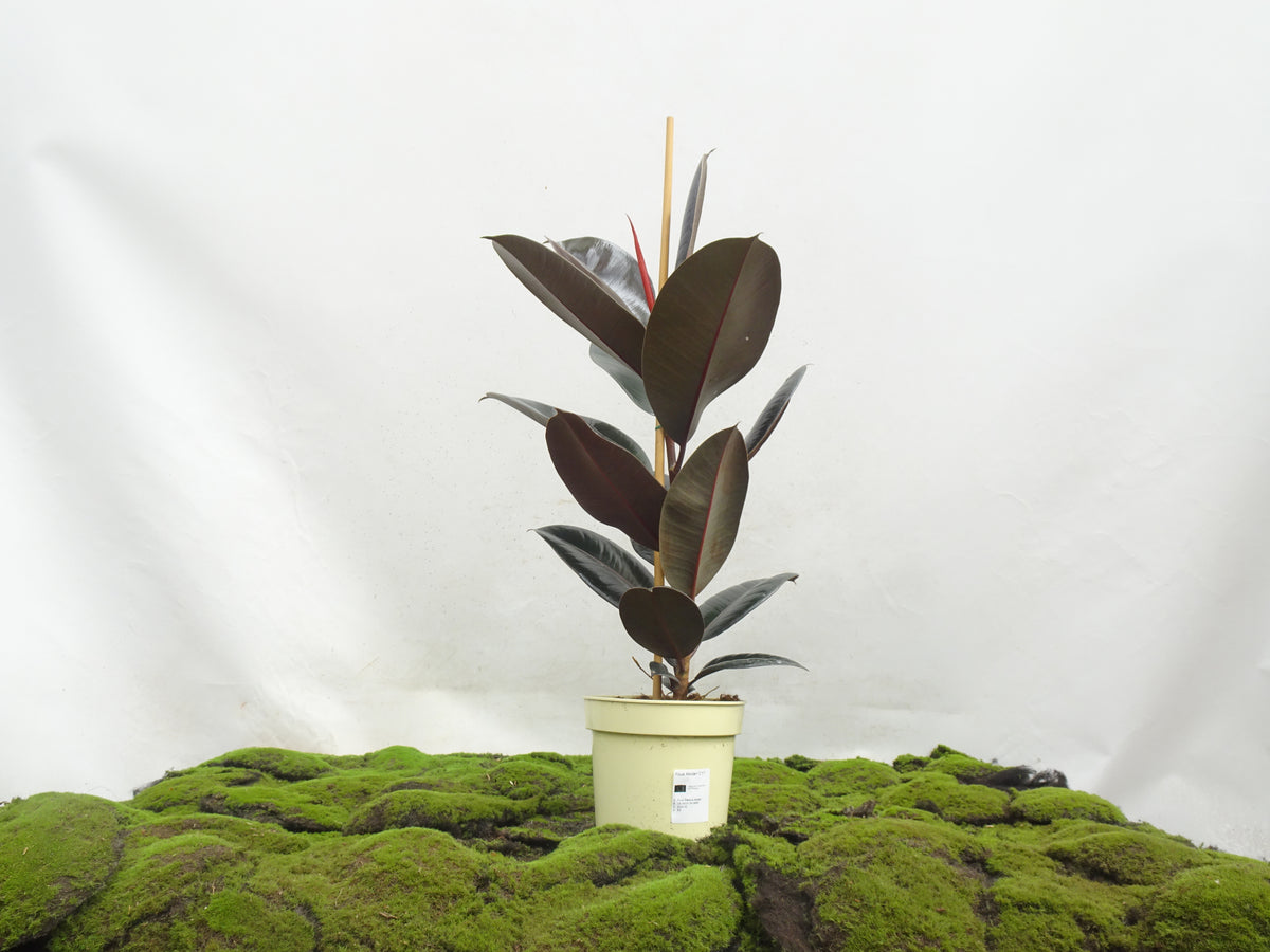 FICUS ELÁSTICA ABIDJAN M-17