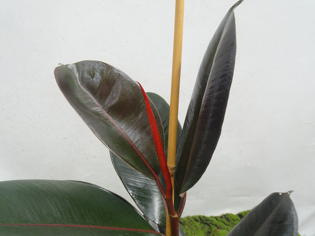 FICUS ELÁSTICA ABIDJAN M-17