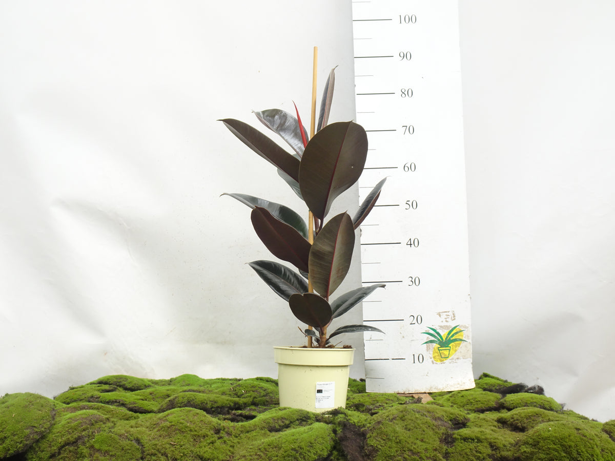 FICUS ELÁSTICA ABIDJAN M-17