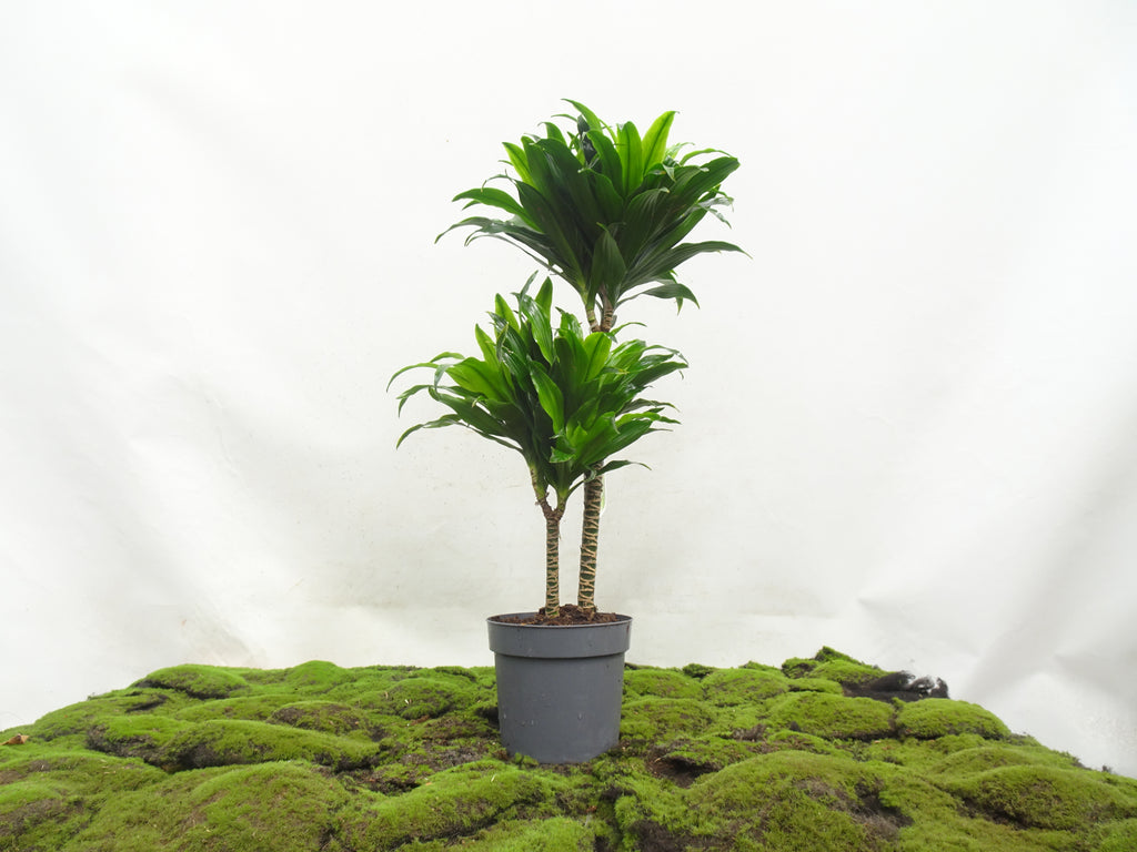 DRACAENA COMPACTA M-17