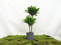 DRACAENA COMPACTA M-17