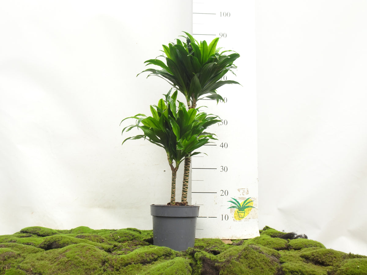 DRACAENA COMPACTA M-17
