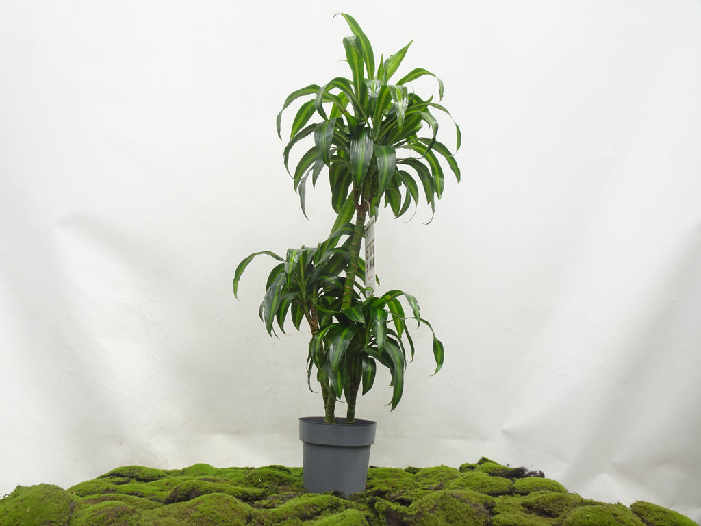 DRACAENA HAWAIIN SUNSHINE M-20
