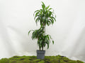 DRACAENA HAWAIIN SUNSHINE M-20