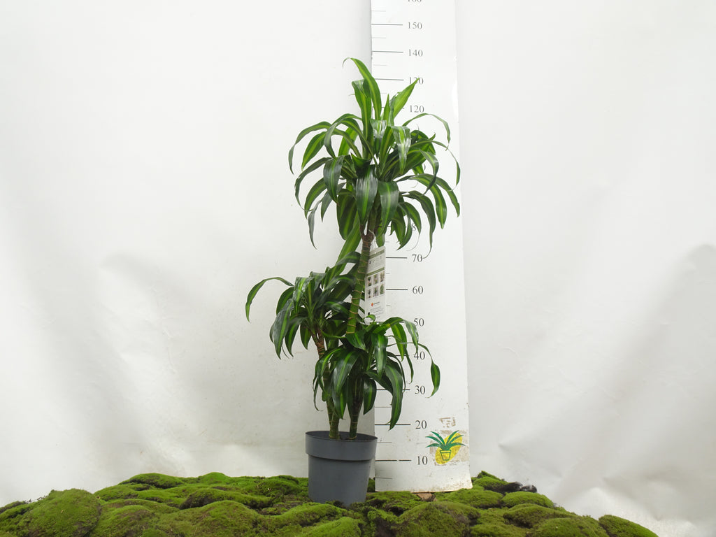 DRACAENA HAWAIIN SUNSHINE M-20