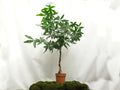 PACHIRA AQUATICA TRENZA M-30