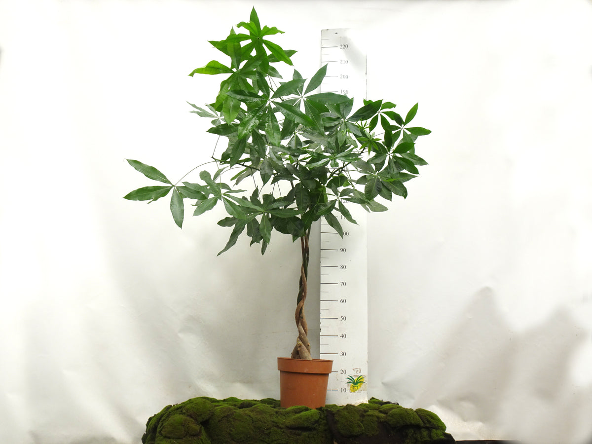 PACHIRA AQUATICA TRENZA M-30