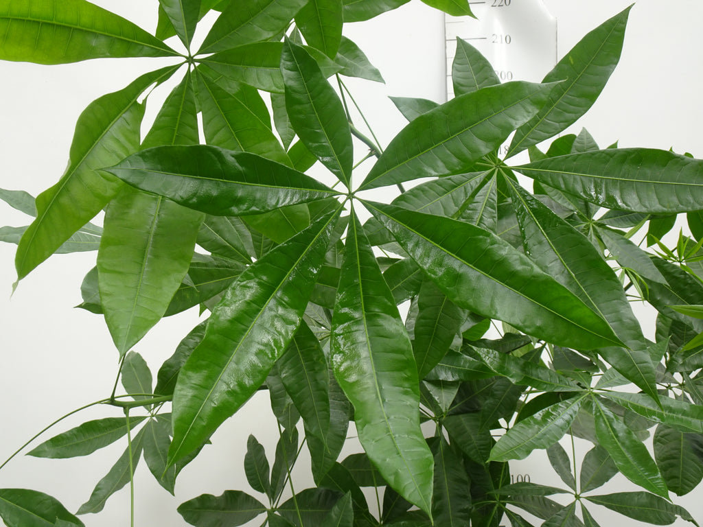 PACHIRA AQUATICA TRENZA M-30