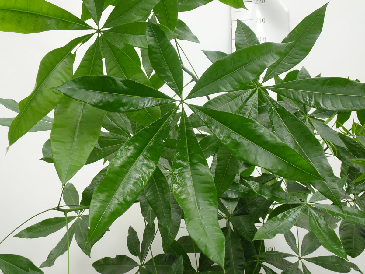 PACHIRA AQUATICA TRENZA M-30