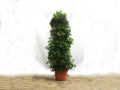 SCHEFFLERA 70L
