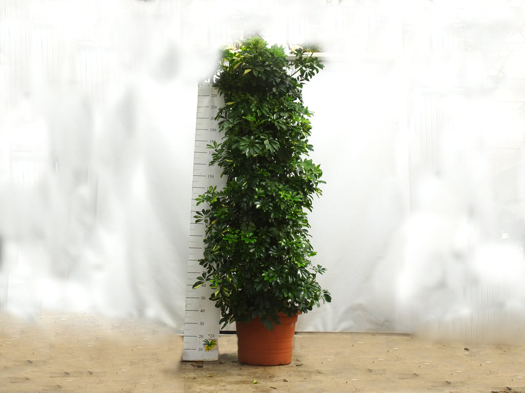 SCHEFFLERA 70L