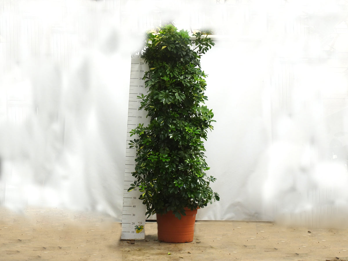 SCHEFFLERA 70L
