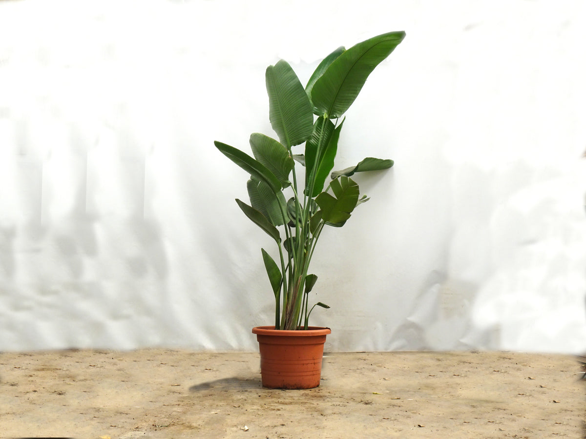 STRELITZIA AUGUSTA 70L