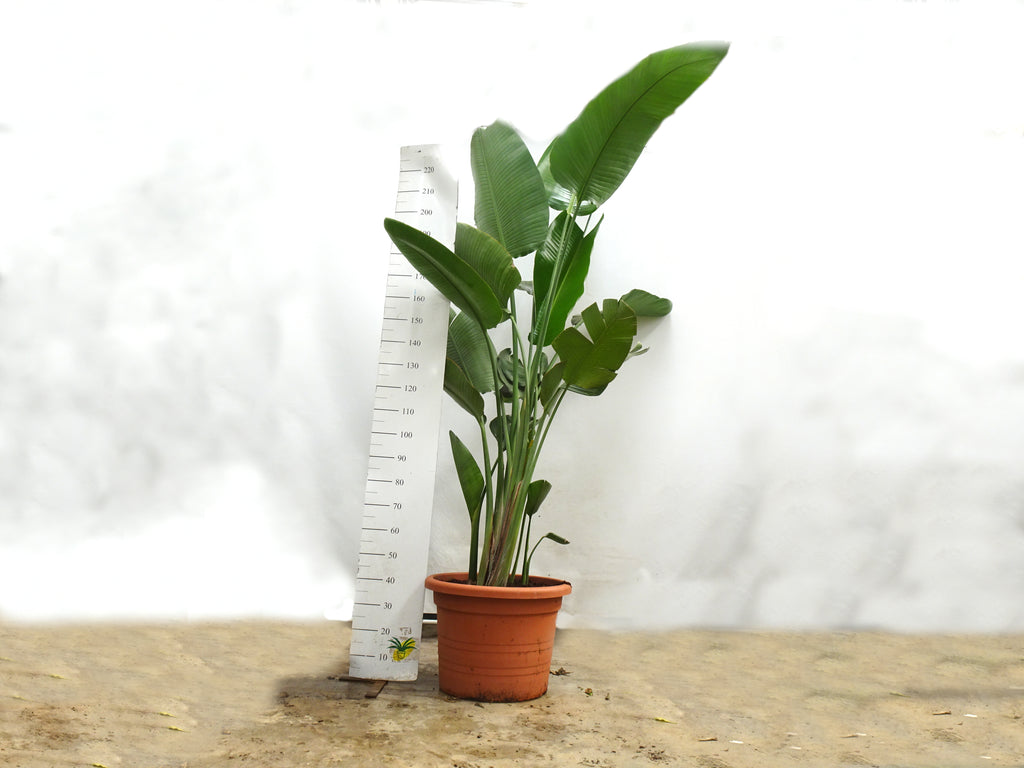STRELITZIA AUGUSTA 70L