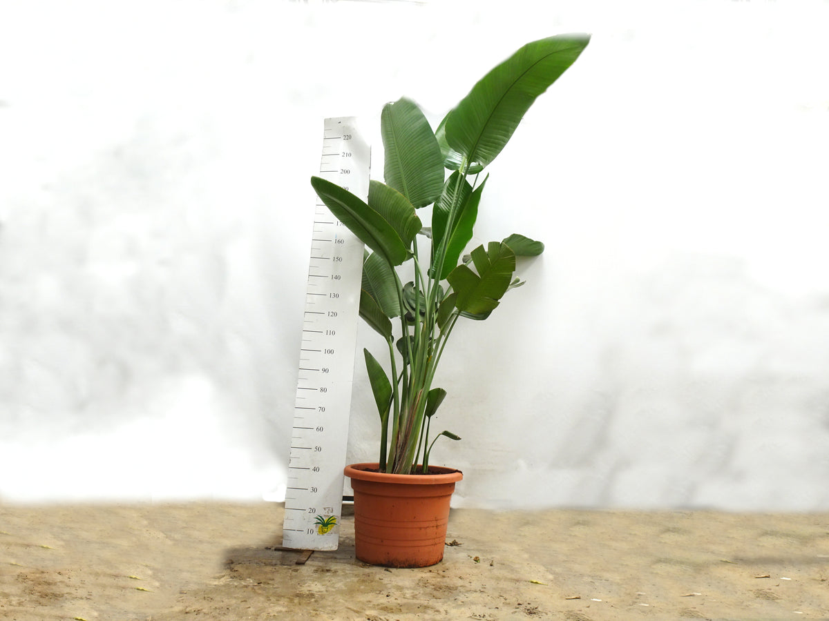 STRELITZIA AUGUSTA 70L