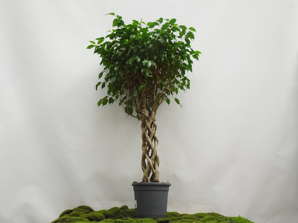 FICUS BENJAMINA COLUMNA M-30