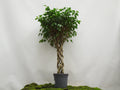 FICUS BENJAMINA COLUMNA M-30