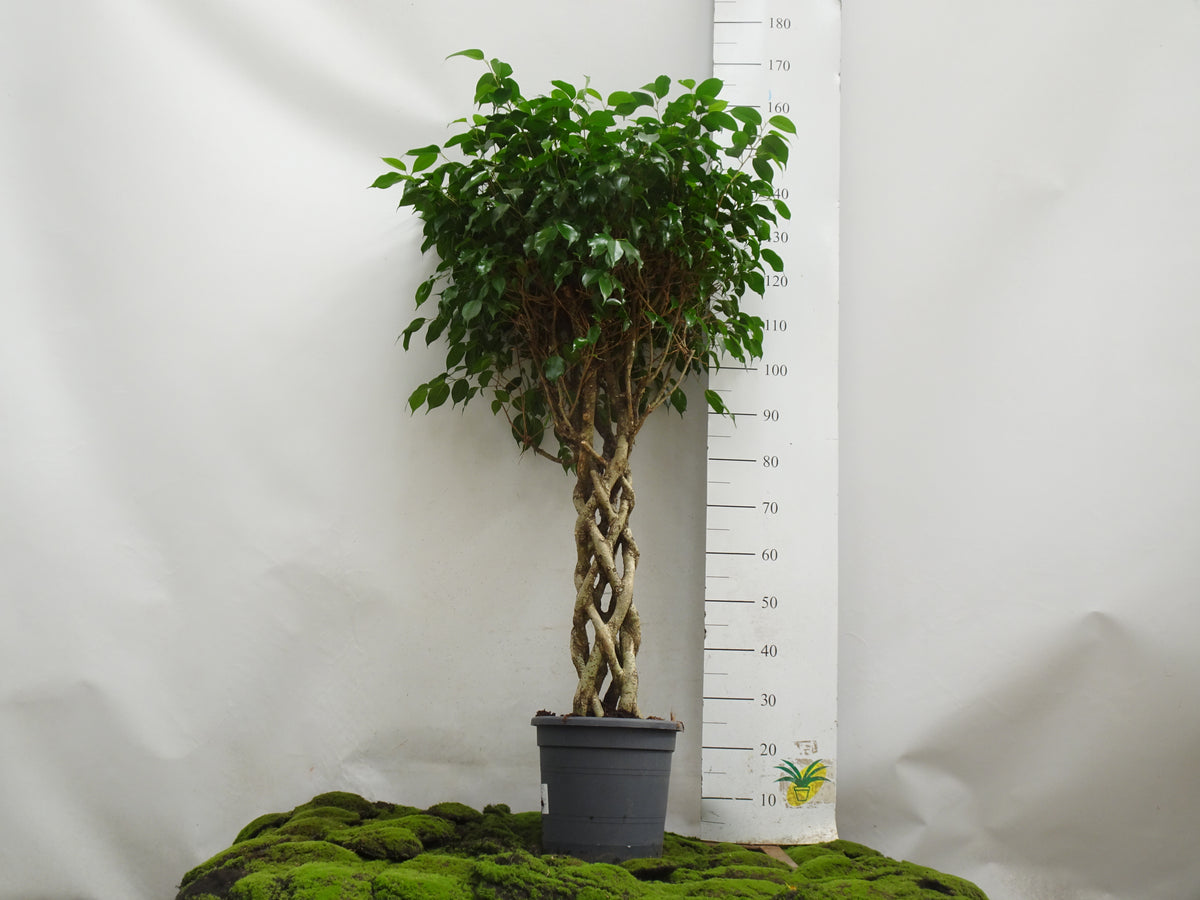 FICUS BENJAMINA COLUMNA M-30