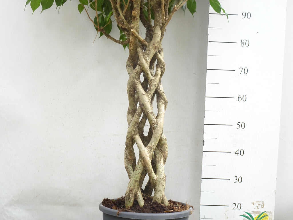 FICUS BENJAMINA COLUMNA M-30