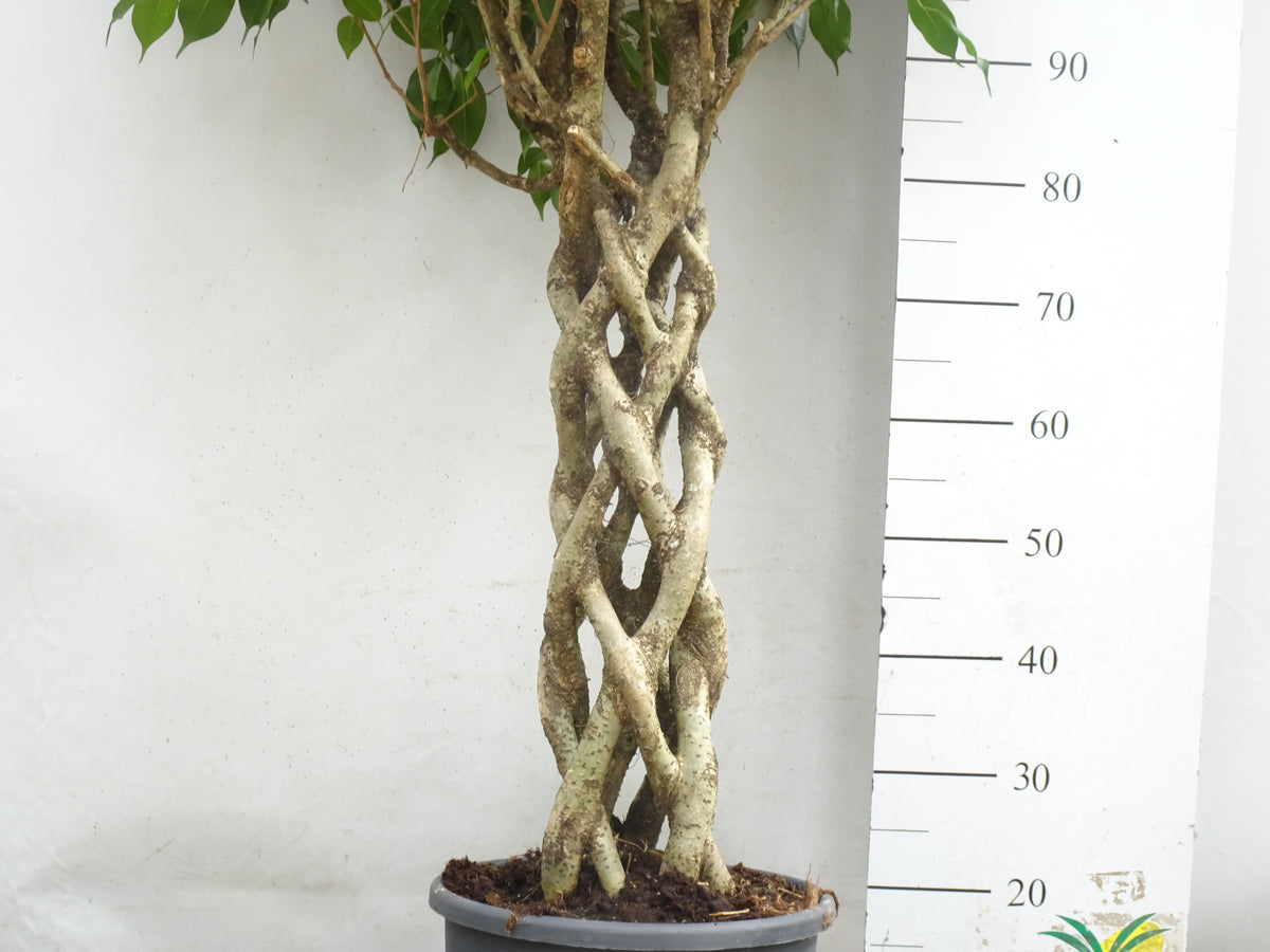 FICUS BENJAMINA COLUMNA M-30