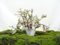 TRADESCANTIA NANOUK M-15