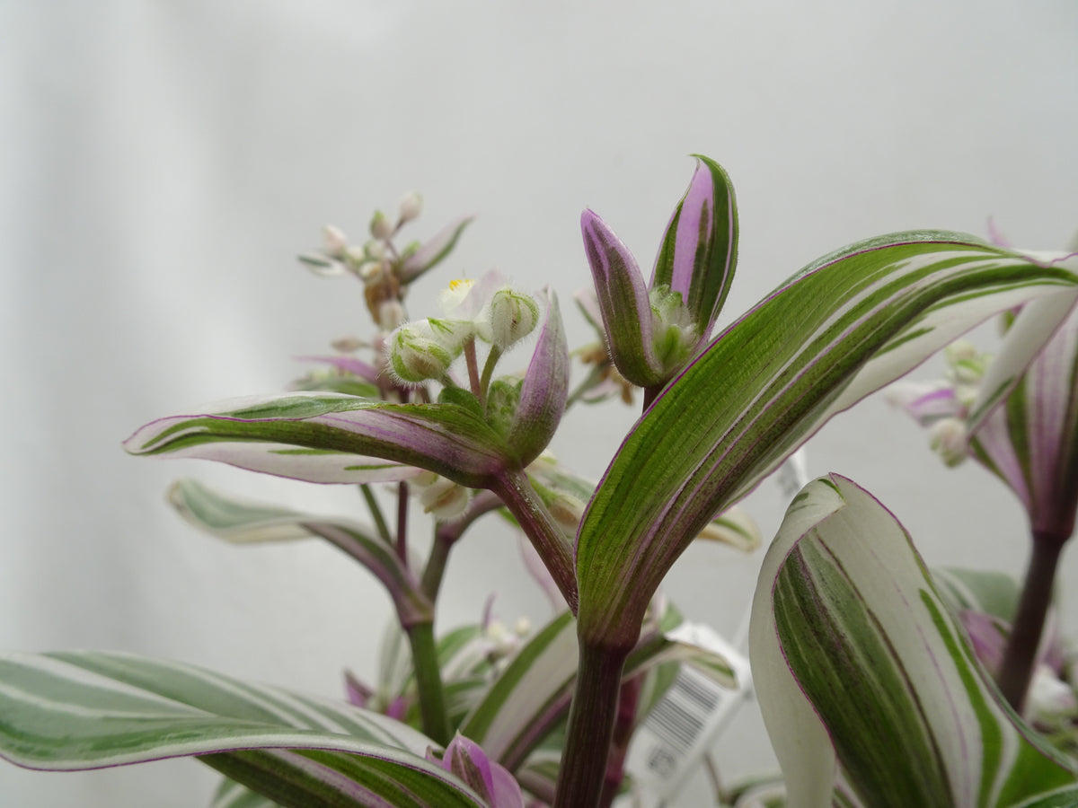 TRADESCANTIA NANOUK M-15