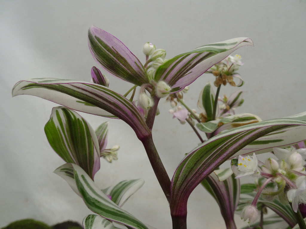 TRADESCANTIA NANOUK M-15