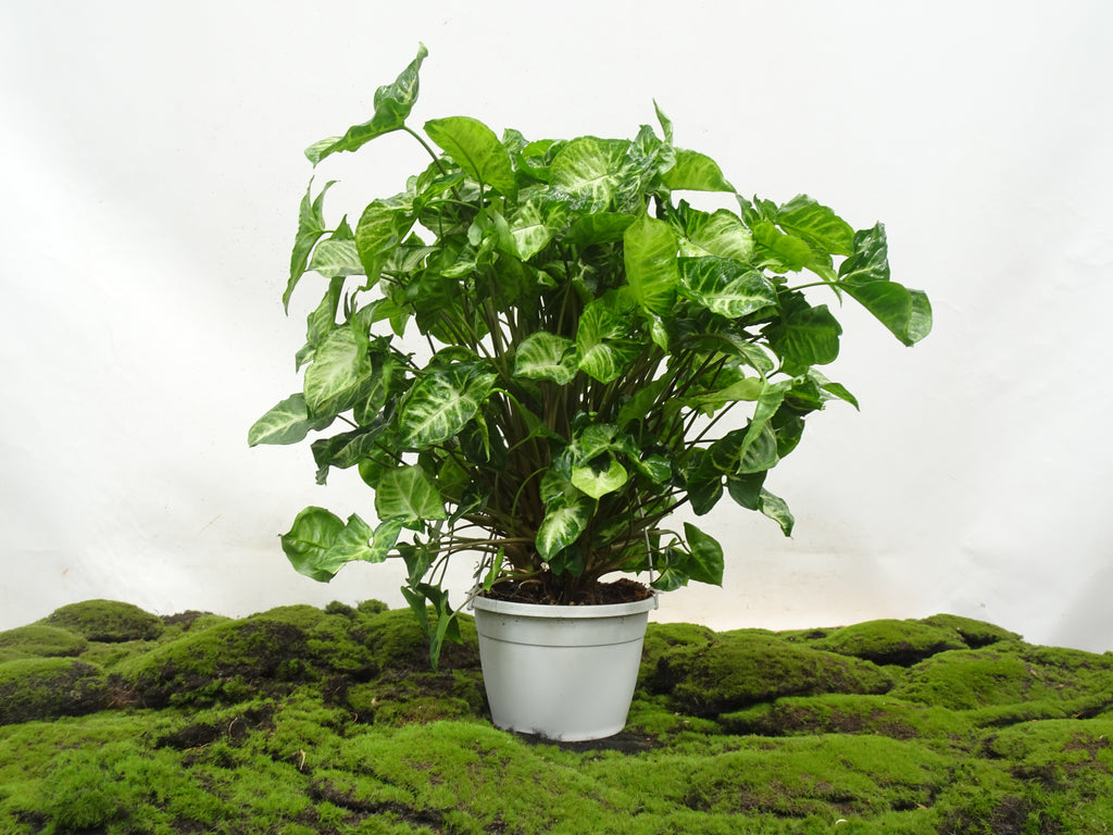 SYNGONIUM SUSPENSION M-15