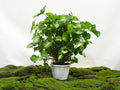 SYNGONIUM SUSPENSION M-15